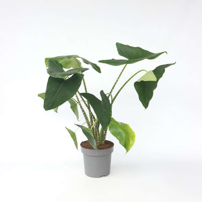 Alocasia Alokasia - Alocasia 'Zebrina' - Höjd 140-150Cm - ⌀32Cm