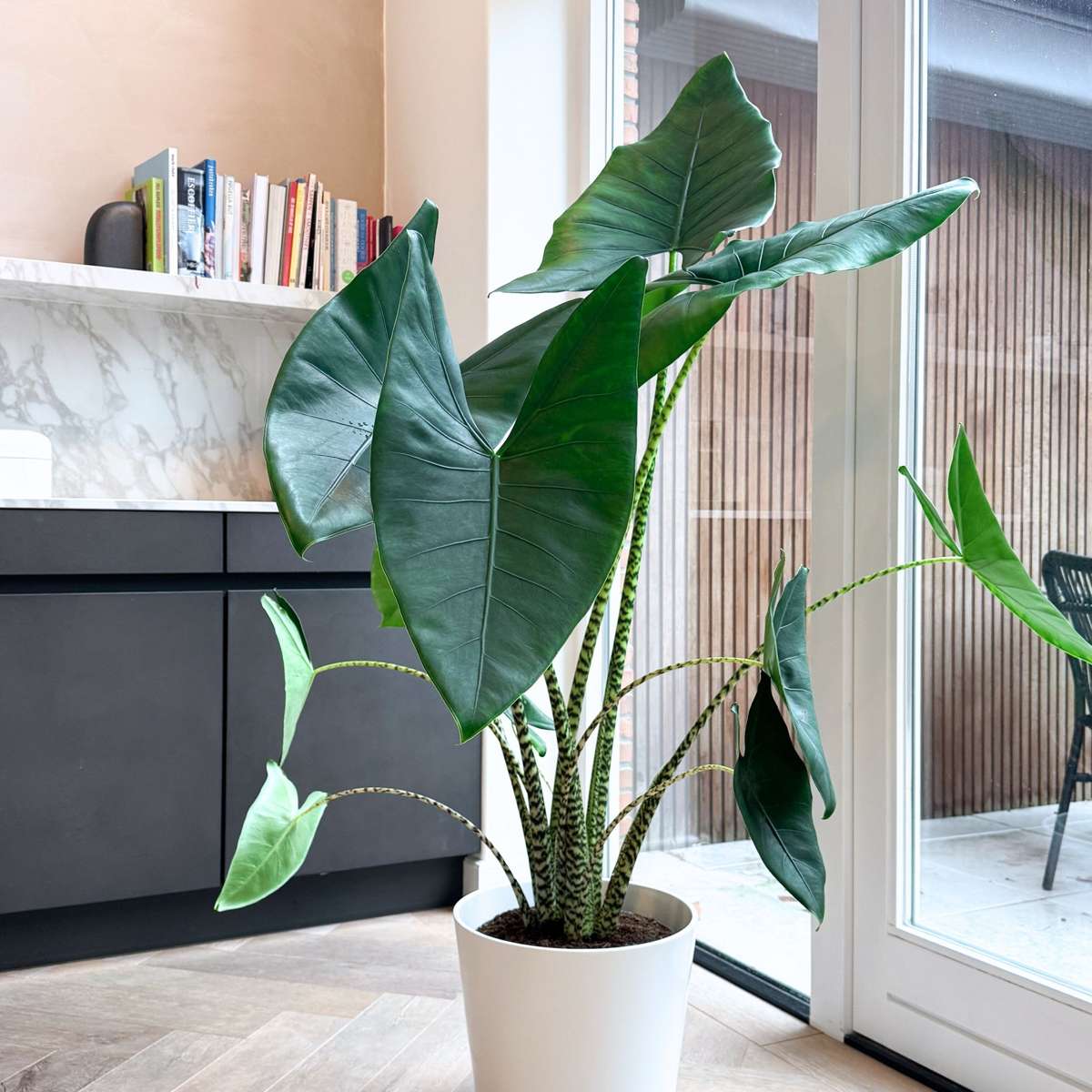 Alocasia Alokasia - Alocasia 'Zebrina' - Höjd 140-150Cm - ⌀32Cm