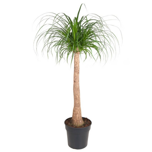 Florastore Flasklilja - Beaucarnea 'Recurvata' - Höjd 120-130Cm - ⌀32Cm