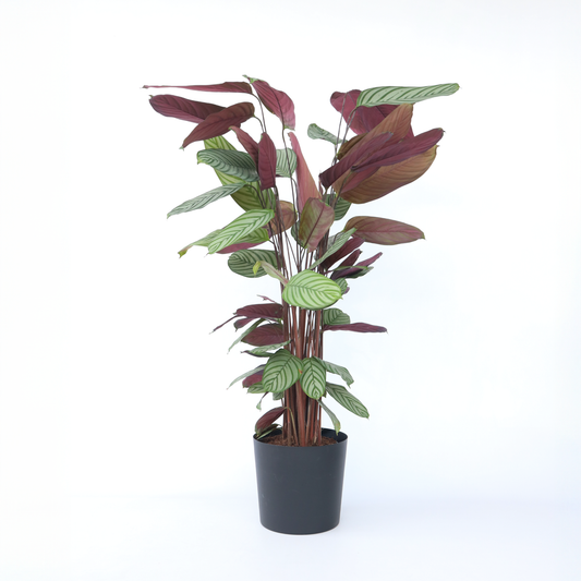 Florastore Påfågelväxt - Kalatea - Calathea 'Oppenheimiana' - Höjd 120-130Cm - ⌀27Cm