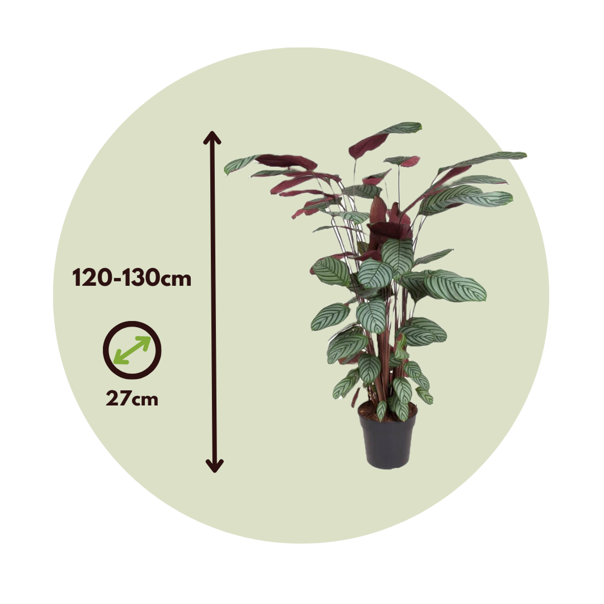 Calathea Påfågelväxt - Kalatea - Calathea 'Oppenheimiana' - Höjd 120-130Cm - ⌀27Cm