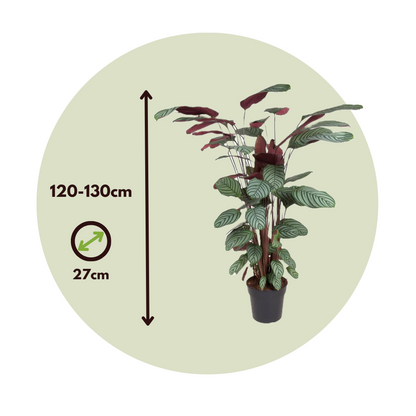 Calathea Påfågelväxt - Kalatea - Calathea 'Oppenheimiana' - Höjd 120-130Cm - ⌀27Cm