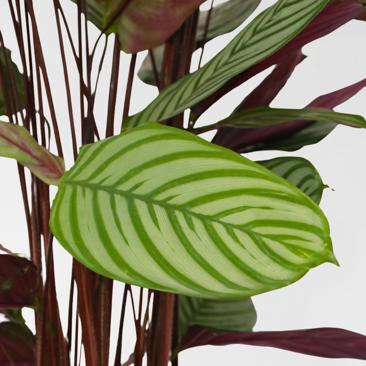 Calathea Påfågelväxt - Kalatea - Calathea 'Oppenheimiana' - Höjd 120-130Cm - ⌀27Cm