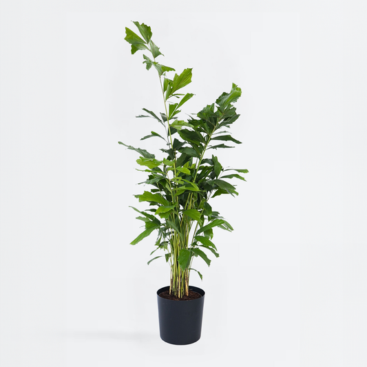 Other Green Houseplants Tuvad Fiskstjärtspalm - Caryota Mitis - Höjd 120-130Cm - ⌀27Cm