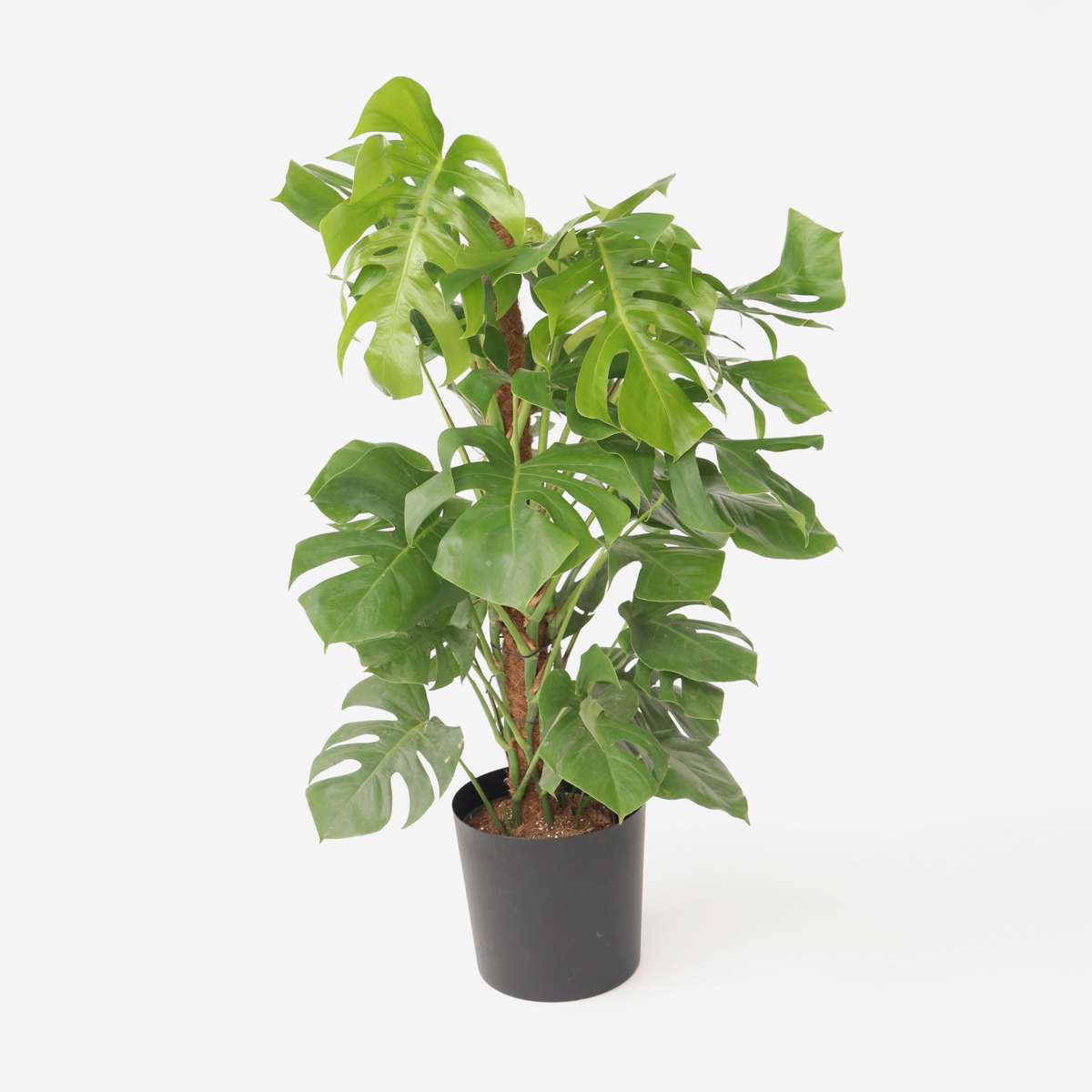 Florastore Hålväxt - Monstera Deliciosa - Höjd 120-130Cm - ⌀24Cm