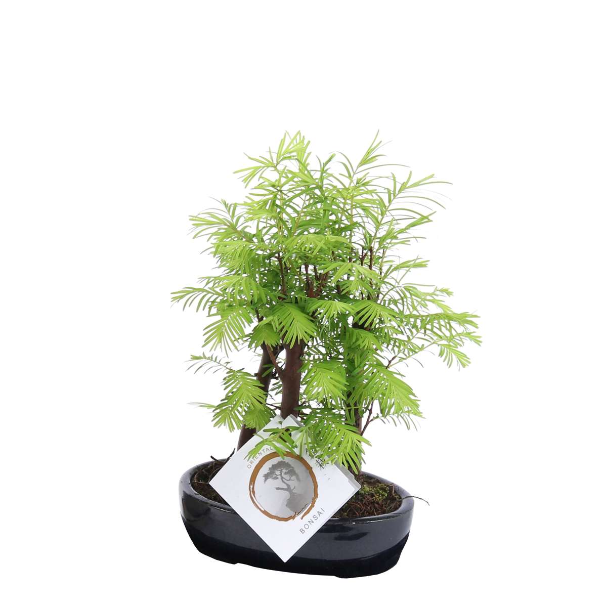 Florastore Bonsaiträd - Bonsai 'Metasequoia Forest' - Höjd 20-30Cm - ⌀15Cm