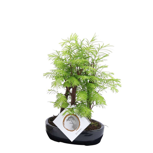 Florastore Bonsaiträd - Bonsai 'Metasequoia Forest' - Höjd 20-30Cm - ⌀15Cm
