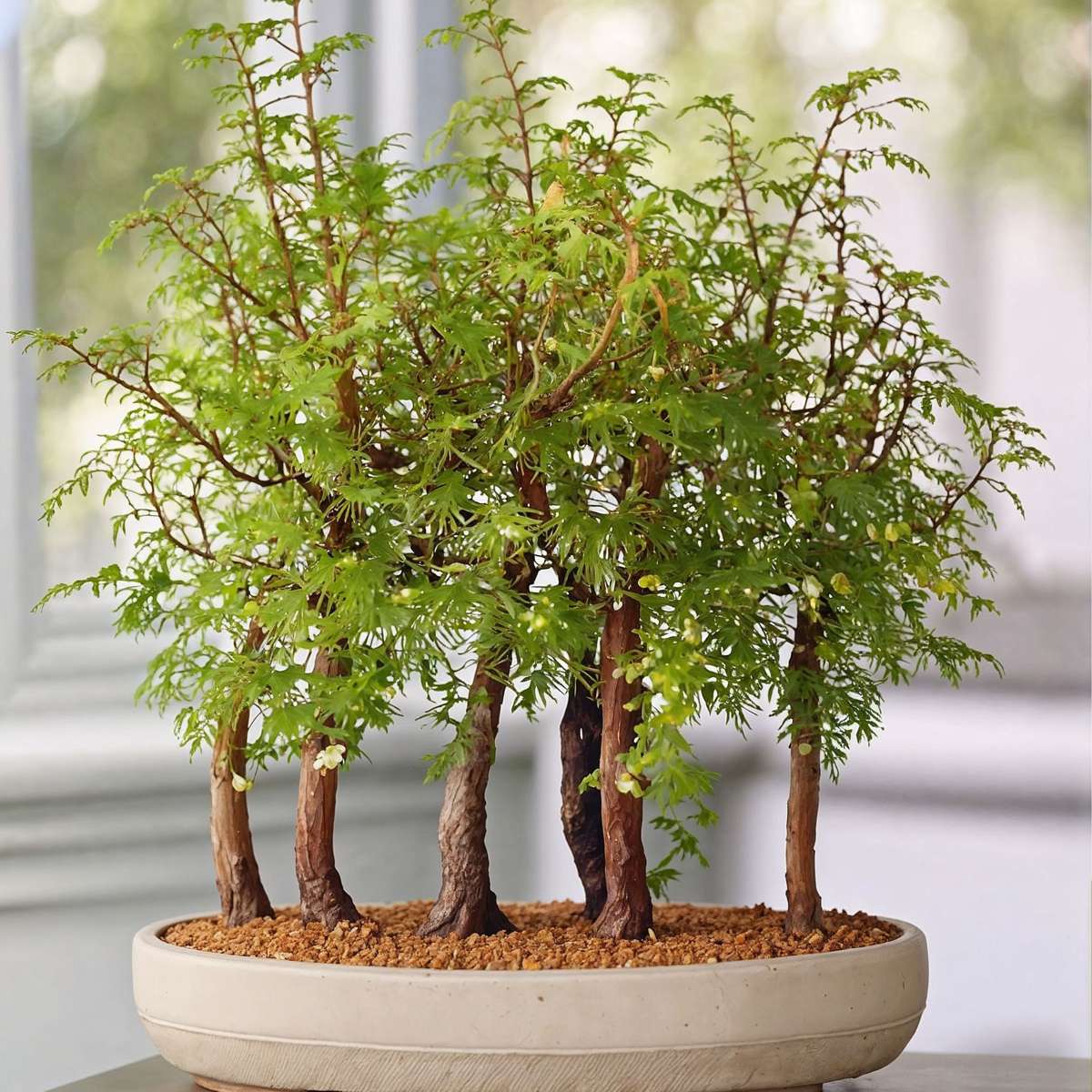 Bonsaiträd - Bonsai 'Metasequoia Forest' - Höjd 20-30Cm - ⌀15Cm