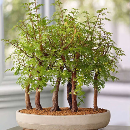 Bonsaiträd - Bonsai 'Metasequoia Forest' - Höjd 20-30Cm - ⌀15Cm