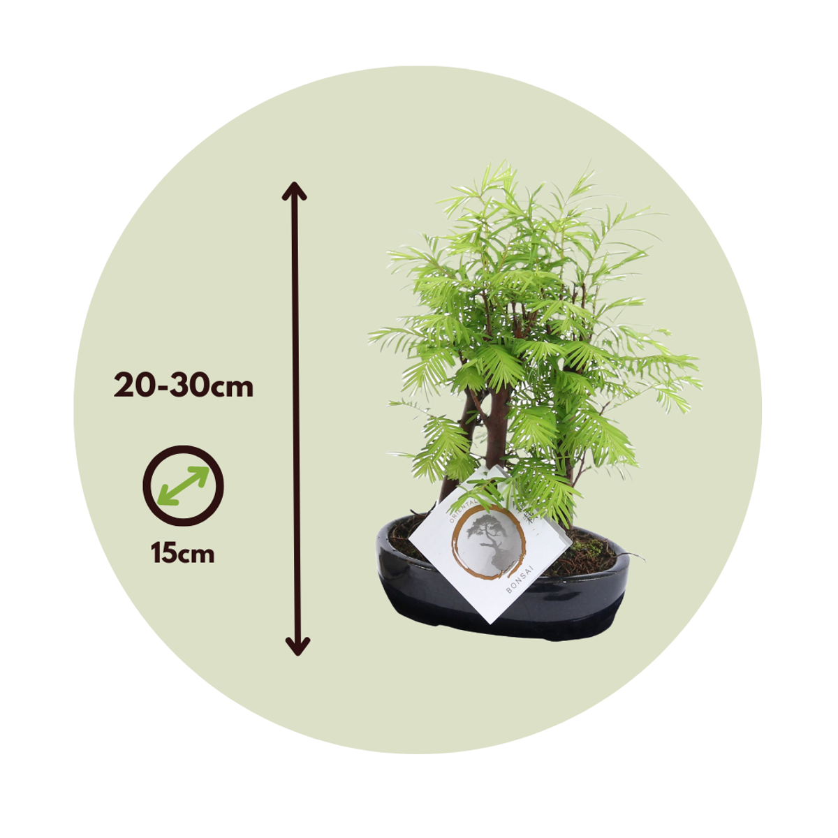 Bonsaiträd - Bonsai 'Metasequoia Forest' - Höjd 20-30Cm - ⌀15Cm