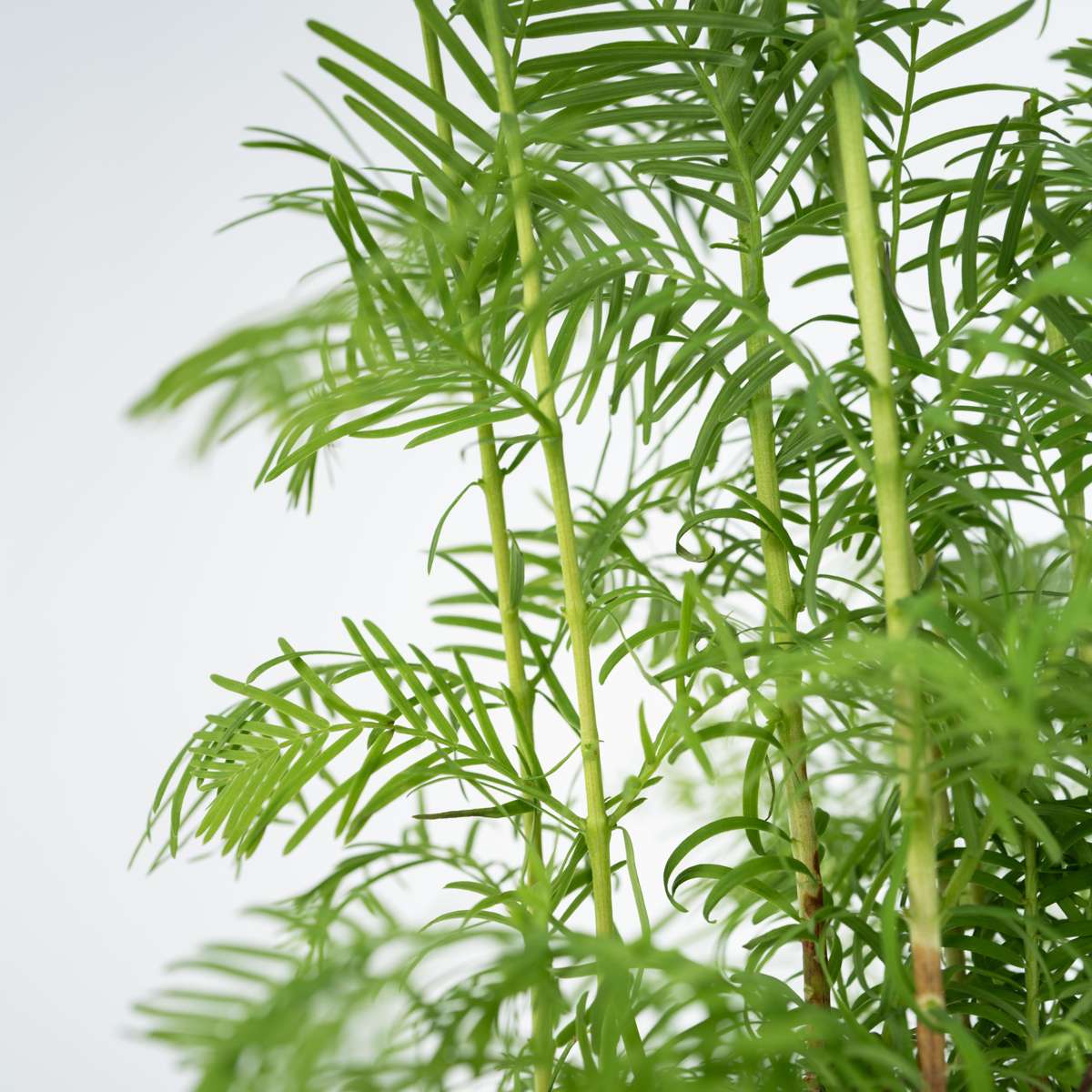 Bonsaiträd - Bonsai 'Metasequoia Forest' - Höjd 20-30Cm - ⌀15Cm