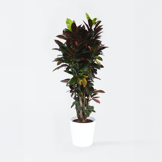 Florastore Kroton - Codiaeum Variegatum 'Mrs. Iceton' - Höjd 140-150Cm - ⌀31Cm