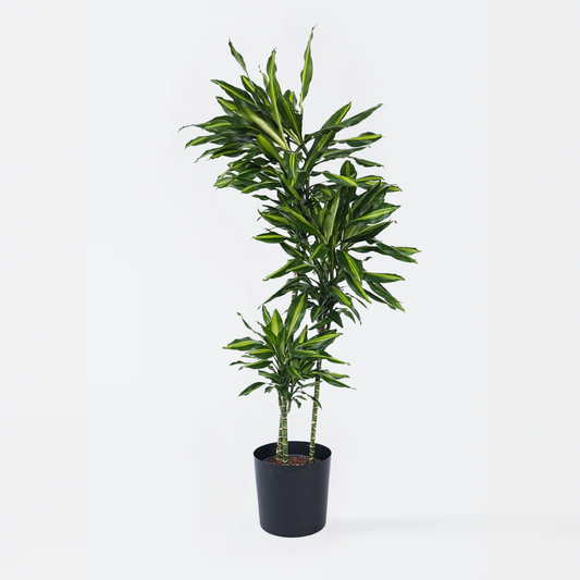 Dracaena Banddracena - Dracaena Fragrans 'Cintho' - Höjd 140-150Cm - ⌀24Cm