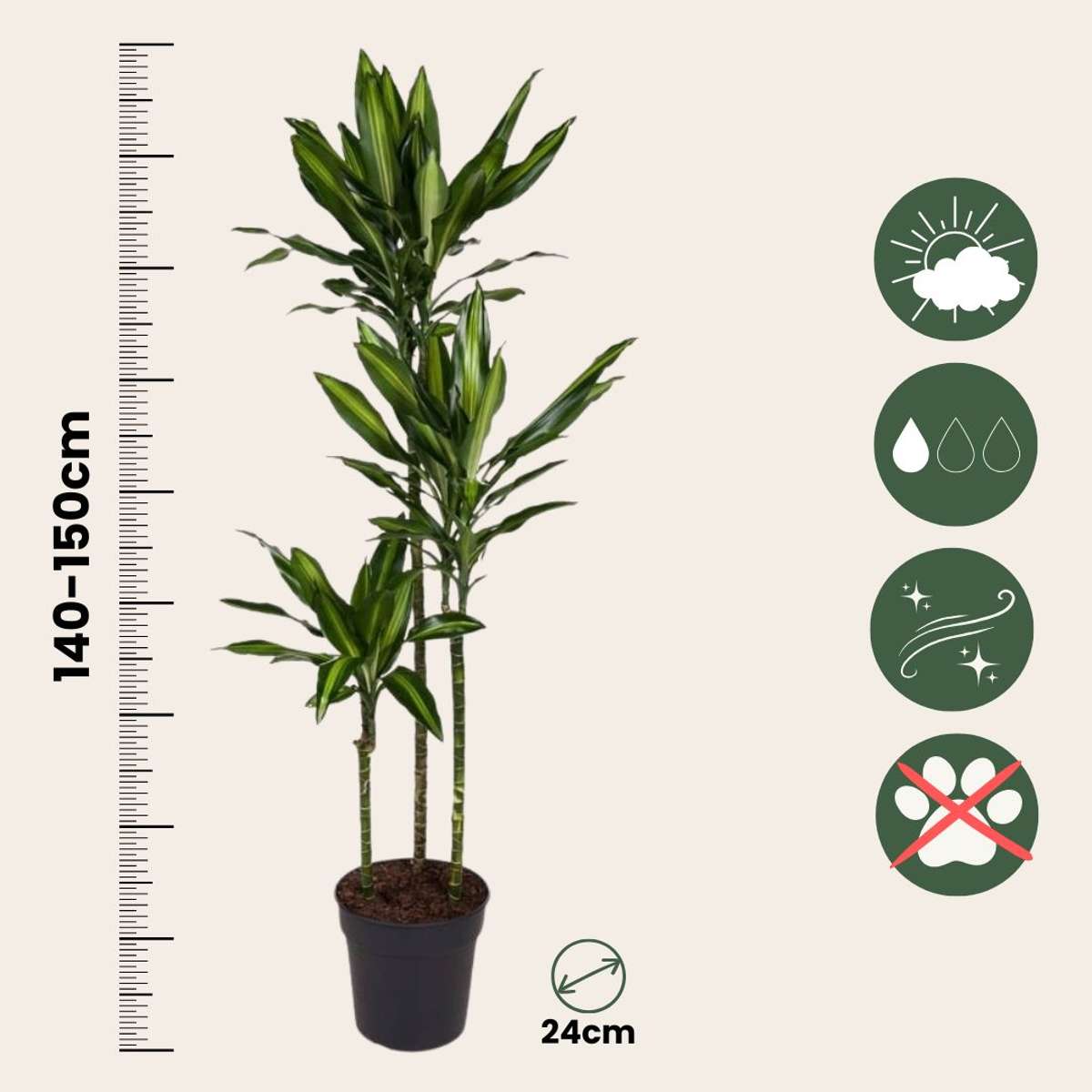 Dracaena Banddracena - Dracaena Fragrans 'Cintho' - Höjd 140-150Cm - ⌀24Cm
