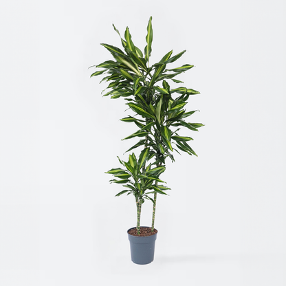 Dracaena Banddracena - Dracaena Fragrans 'Cintho' - Höjd 140-150Cm - ⌀24Cm