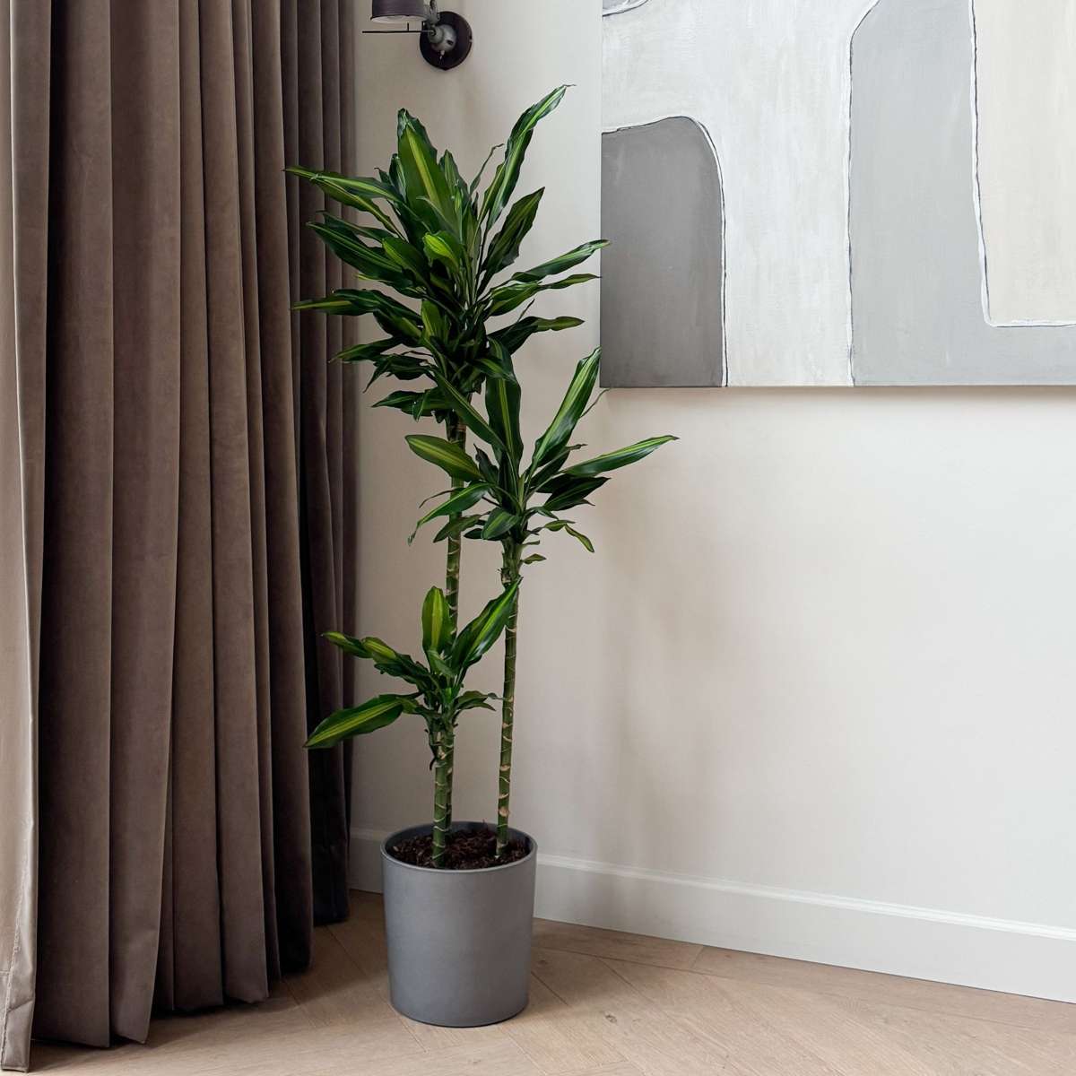 Dracaena Banddracena - Dracaena Fragrans 'Cintho' - Höjd 140-150Cm - ⌀24Cm