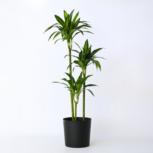 Dracaena Banddracena - Dracaena Surculosa 'Hawaiian Sunshine' - Höjd 130-140Cm - ⌀24Cm