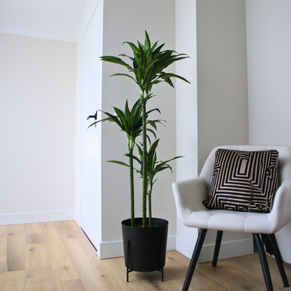 Dracaena Banddracena - Dracaena Surculosa 'Hawaiian Sunshine' - Höjd 130-140Cm - ⌀24Cm