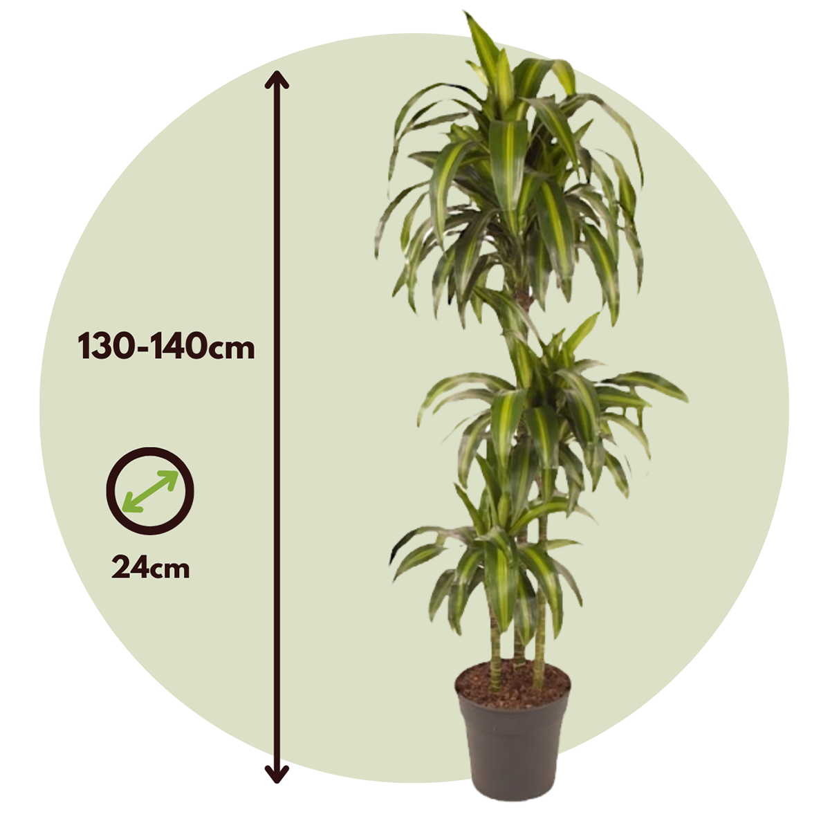 Dracaena Banddracena - Dracaena Surculosa 'Hawaiian Sunshine' - Höjd 130-140Cm - ⌀24Cm