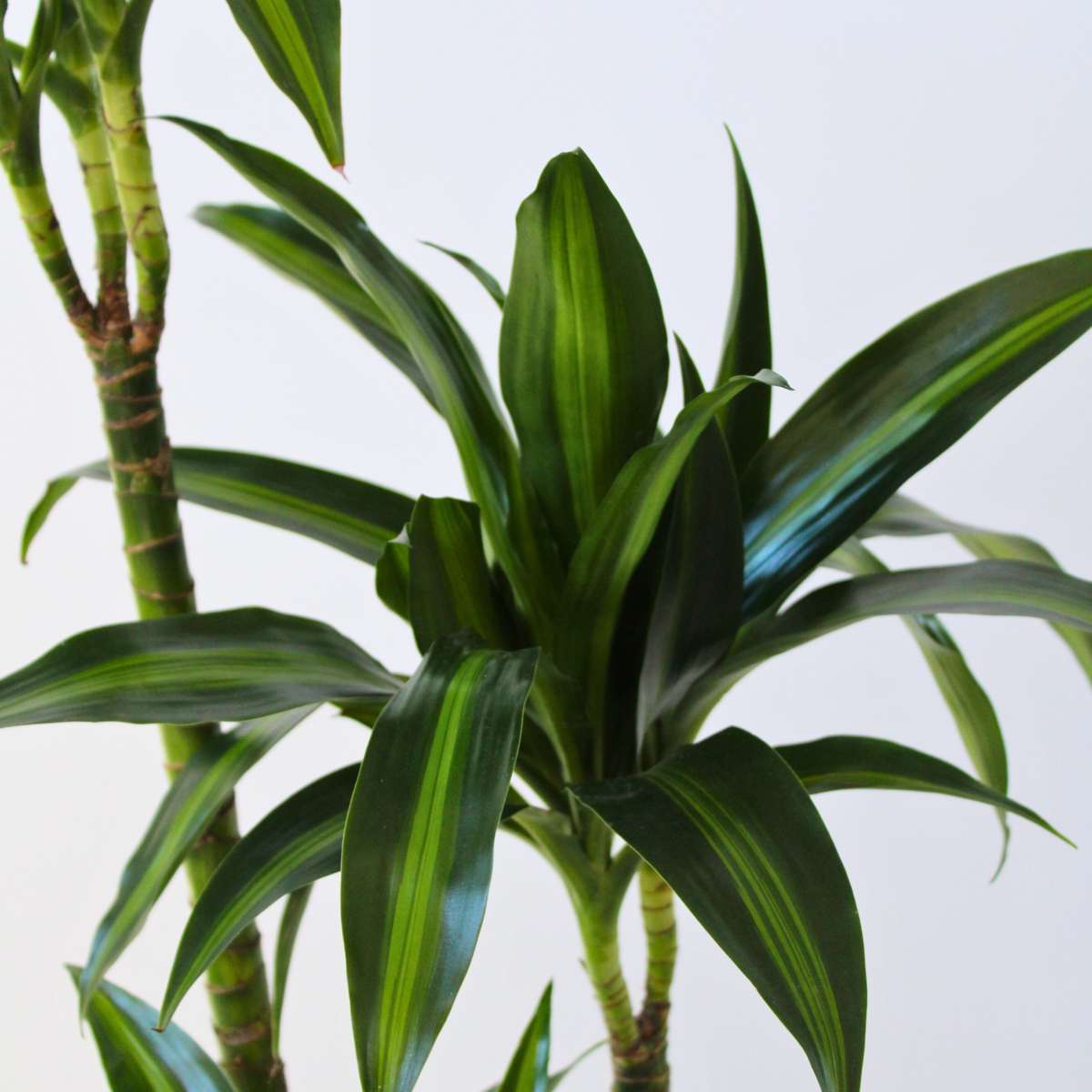Dracaena Banddracena - Dracaena Surculosa 'Hawaiian Sunshine' - Höjd 130-140Cm - ⌀24Cm