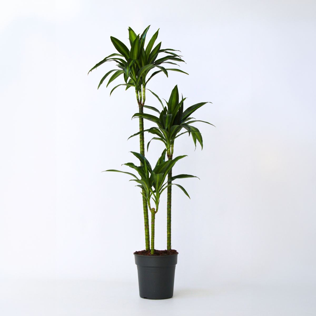 Dracaena Banddracena - Dracaena Surculosa 'Hawaiian Sunshine' - Höjd 130-140Cm - ⌀24Cm