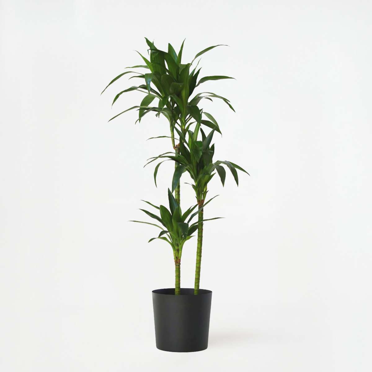 Dracaena Banddracena - Dracaena Deremensis 'Janet Craig' - Höjd 140-150Cm - ⌀24Cm