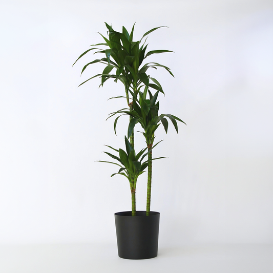Florastore Banddracena - Dracaena Deremensis 'Janet Craig' - Höjd 140-150Cm - ⌀24Cm