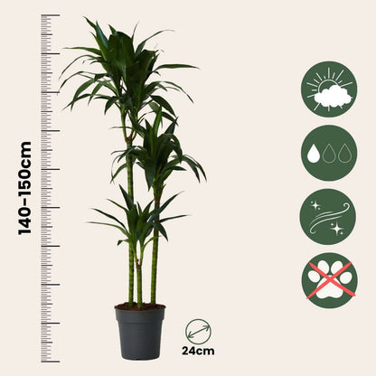 Dracaena Banddracena - Dracaena Deremensis 'Janet Craig' - Höjd 140-150Cm - ⌀24Cm