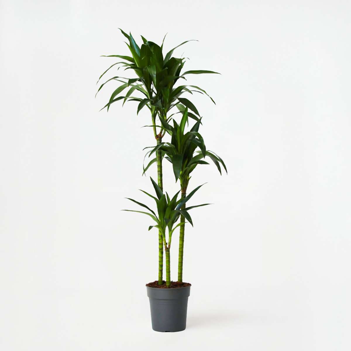 Dracaena Banddracena - Dracaena Deremensis 'Janet Craig' - Höjd 140-150Cm - ⌀24Cm