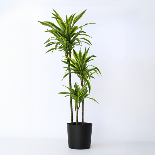 Dracaena Banddracena - Dracaena 'Lemon Lime' - Höjd 130-140Cm - ⌀24Cm