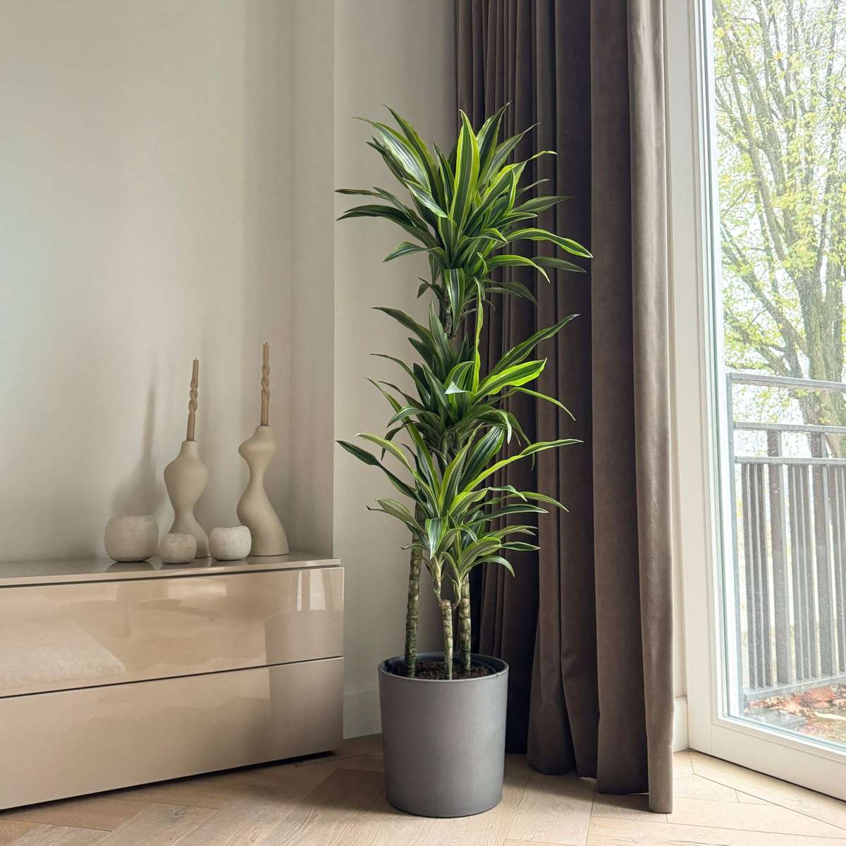 Dracaena Banddracena - Dracaena 'Lemon Lime' - Höjd 130-140Cm - ⌀24Cm