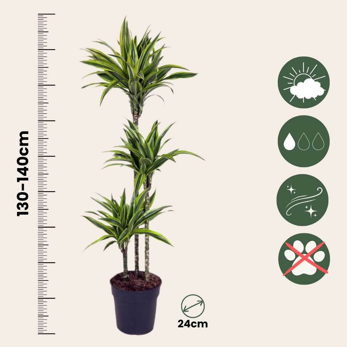 Dracaena Banddracena - Dracaena 'Lemon Lime' - Höjd 130-140Cm - ⌀24Cm