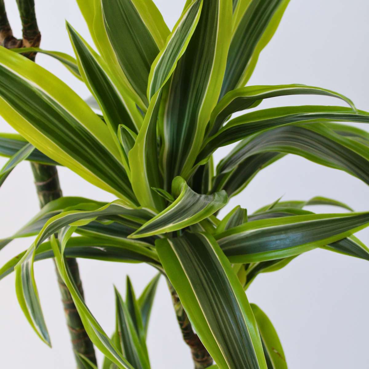 Dracaena Banddracena - Dracaena 'Lemon Lime' - Höjd 130-140Cm - ⌀24Cm