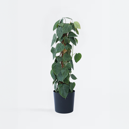 Florastore Filodendron - Philodendron Scandens - Höjd 150-160Cm - ⌀27Cm