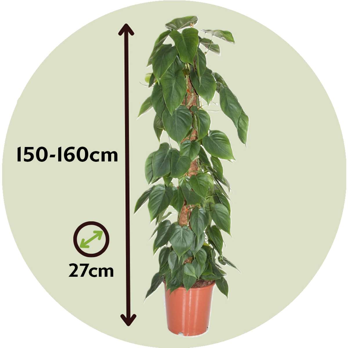 Philodendron Filodendron - Philodendron Scandens - Höjd 150-160Cm - ⌀27Cm