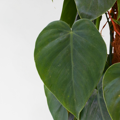 Philodendron Filodendron - Philodendron Scandens - Höjd 150-160Cm - ⌀27Cm