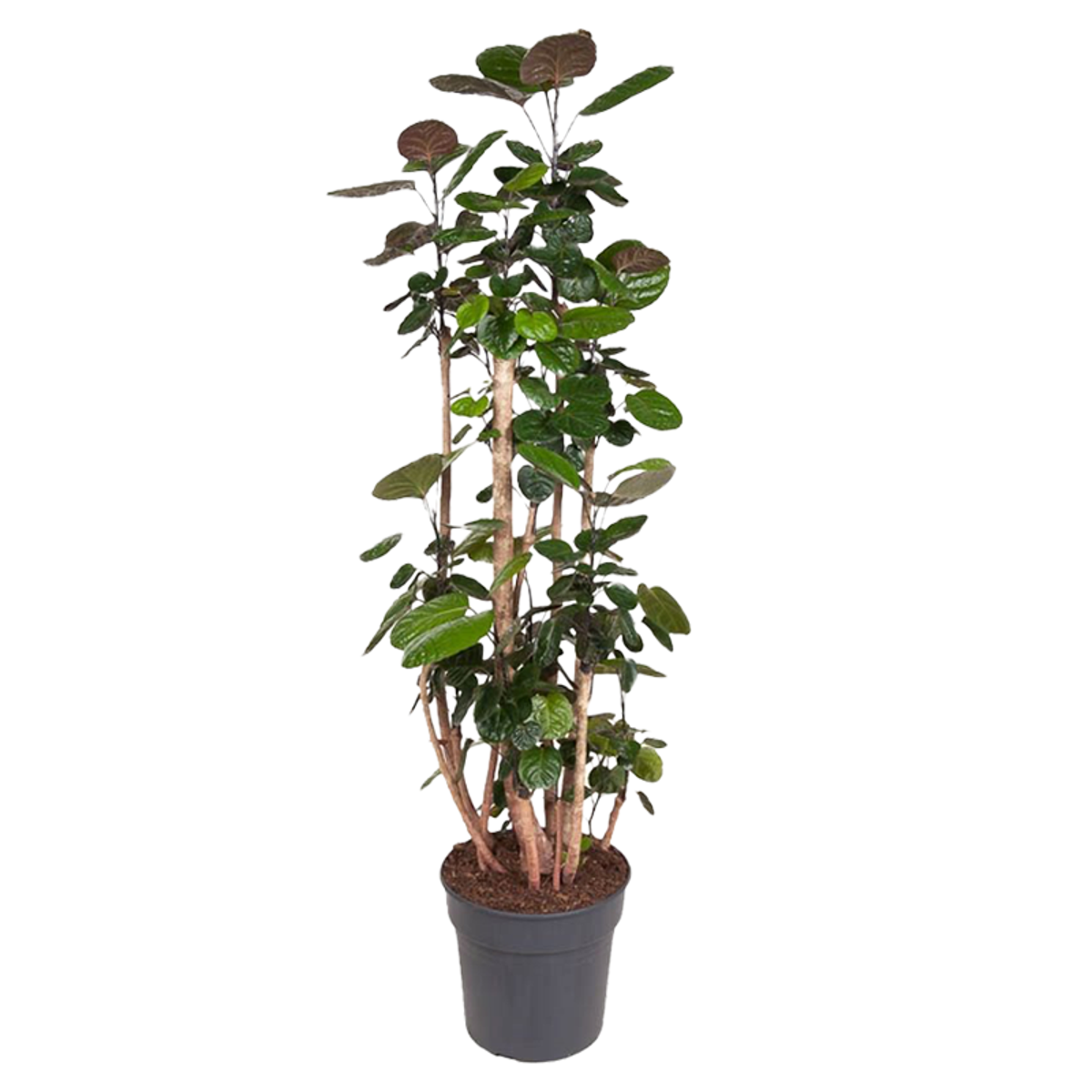 Other Green Houseplants Aralia - Polyscias 'Fabian' - Höjd 140-150Cm - ⌀31Cm