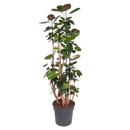 Other Green Houseplants Aralia - Polyscias 'Fabian' - Höjd 140-150Cm - ⌀31Cm