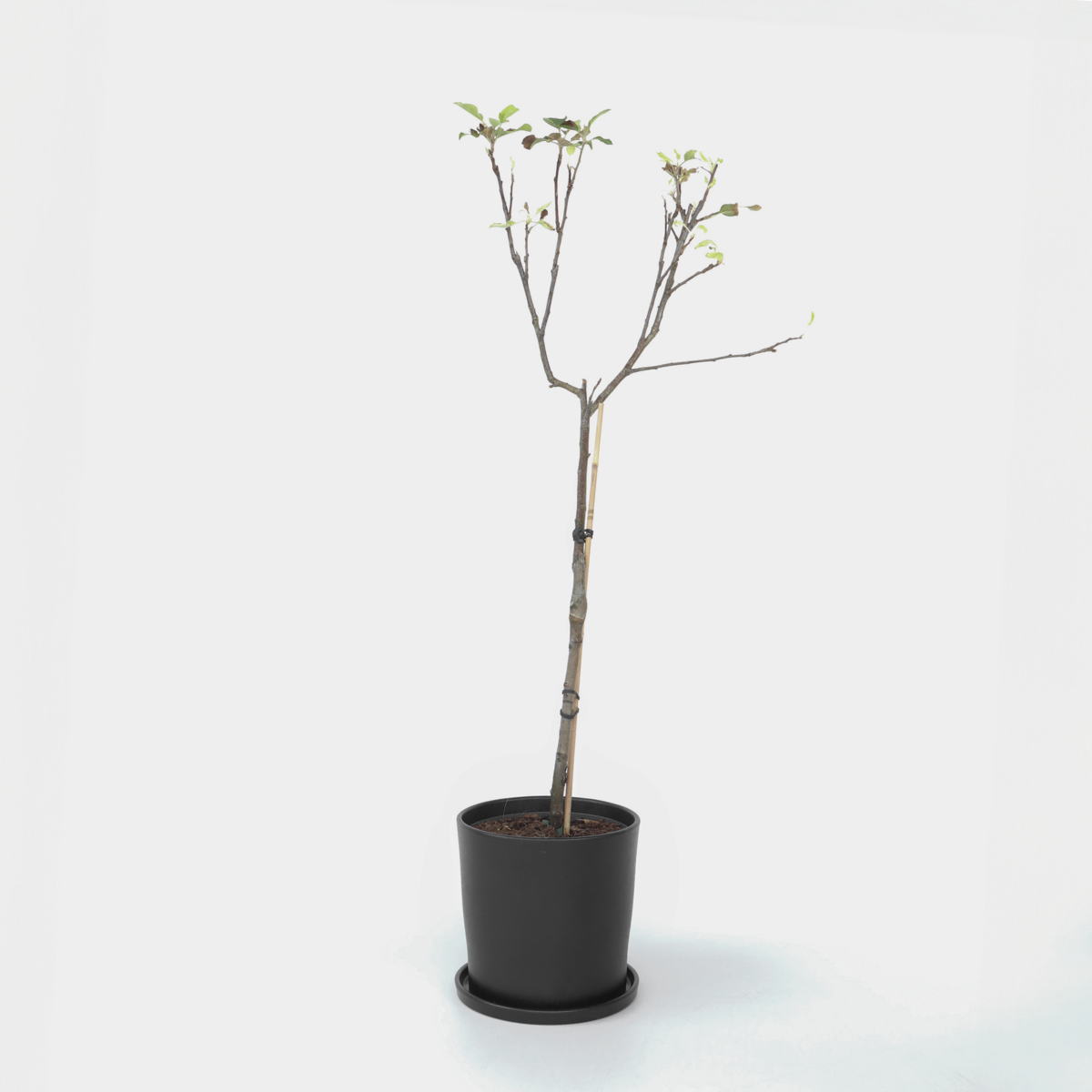 Florastore Äppelträd - Malus Domestica 'Elstar' - Höjd 90-100Cm - ⌀21Cm