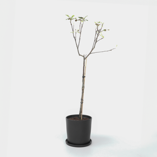 Florastore Äppelträd - Malus Domestica 'Elstar' - Höjd 90-100Cm - ⌀21Cm