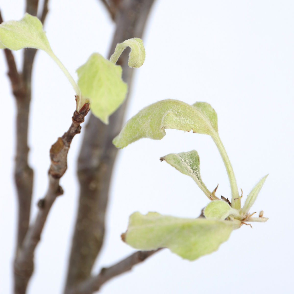 Fruit Trees Äppelträd - Malus Domestica 'Elstar' - Höjd 90-100Cm - ⌀21Cm