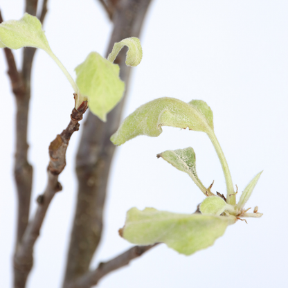 Fruit Trees Äppelträd - Malus Domestica 'Elstar' - Höjd 90-100Cm - ⌀21Cm
