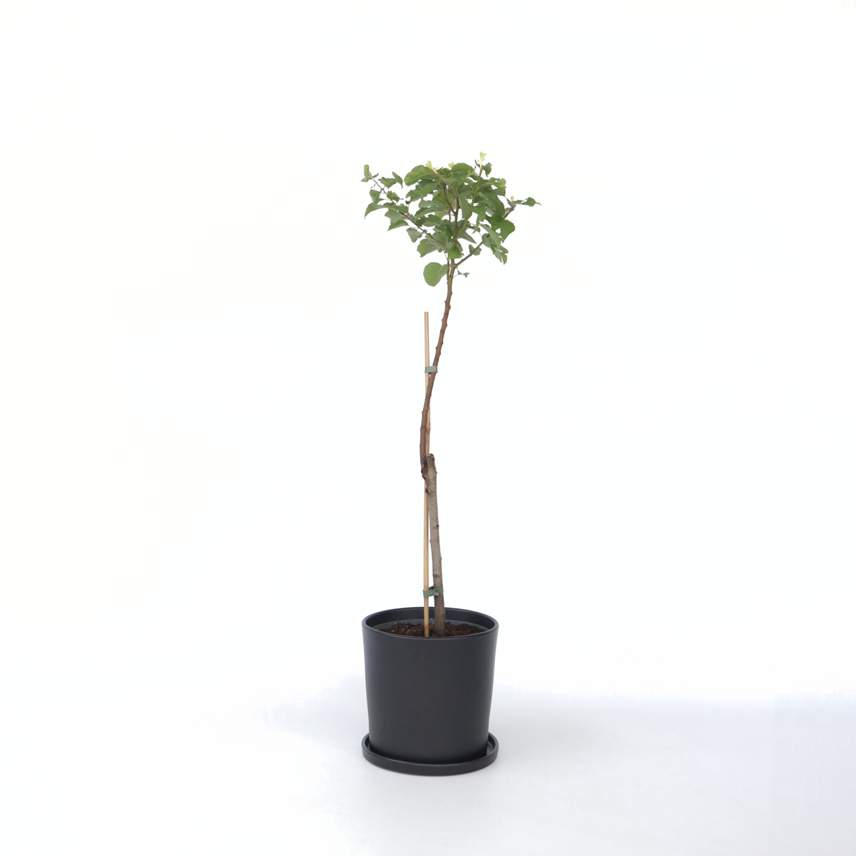 Fruit Trees Aprikosträd - Prunus Armeniaca - Höjd 90-100Cm - ⌀21Cm