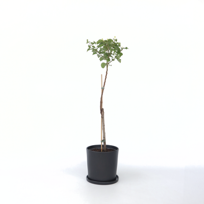 Fruit Trees Aprikosträd - Prunus Armeniaca - Höjd 90-100Cm - ⌀21Cm