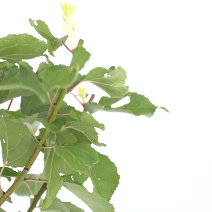 Fruit Trees Aprikosträd - Prunus Armeniaca - Höjd 90-100Cm - ⌀21Cm