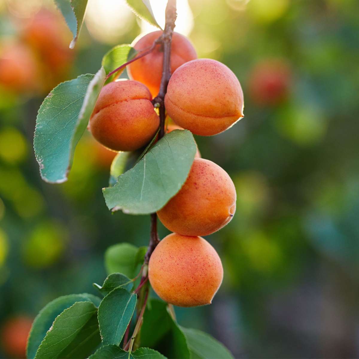 Fruit Trees Aprikosträd - Prunus Armeniaca - Höjd 90-100Cm - ⌀21Cm