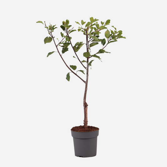 Florastore Plommonträd - Prunus Domestica 'Opal' - Höjd 90-100Cm - ⌀21Cm