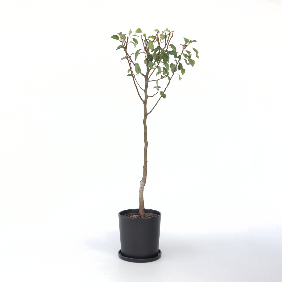 Fruit Trees Päronträd - Pyrus Communis 'Conference' - Höjd 90-100Cm - ⌀21Cm