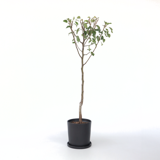 Fruit Trees Päronträd - Pyrus Communis 'Conference' - Höjd 90-100Cm - ⌀21Cm