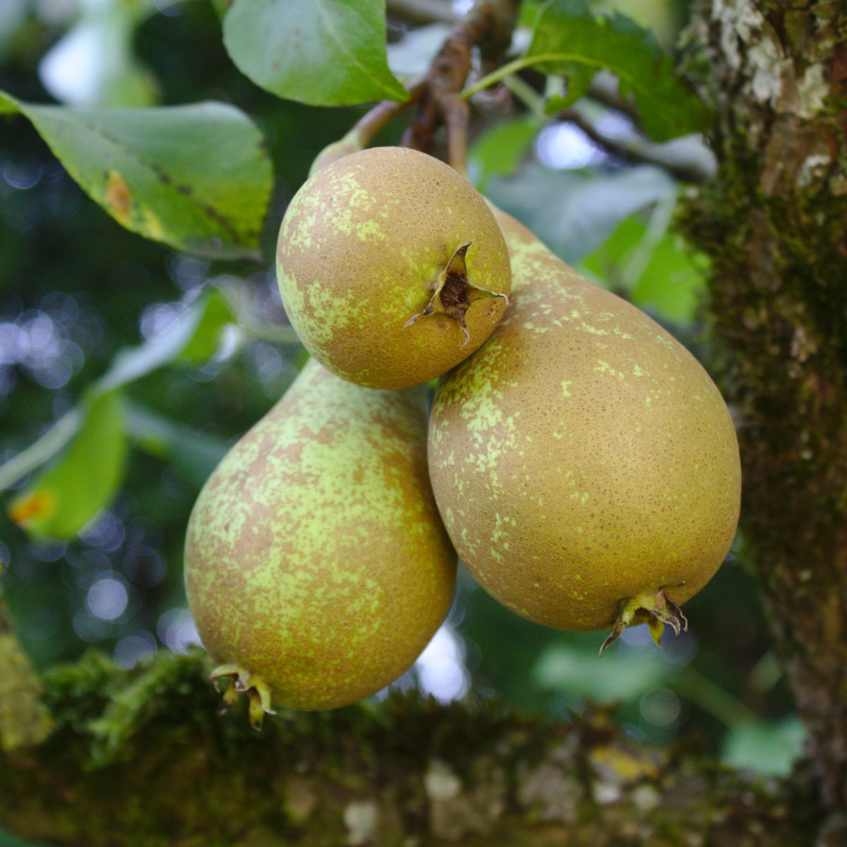 Fruit Trees Päronträd - Pyrus Communis 'Conference' - Höjd 90-100Cm - ⌀21Cm